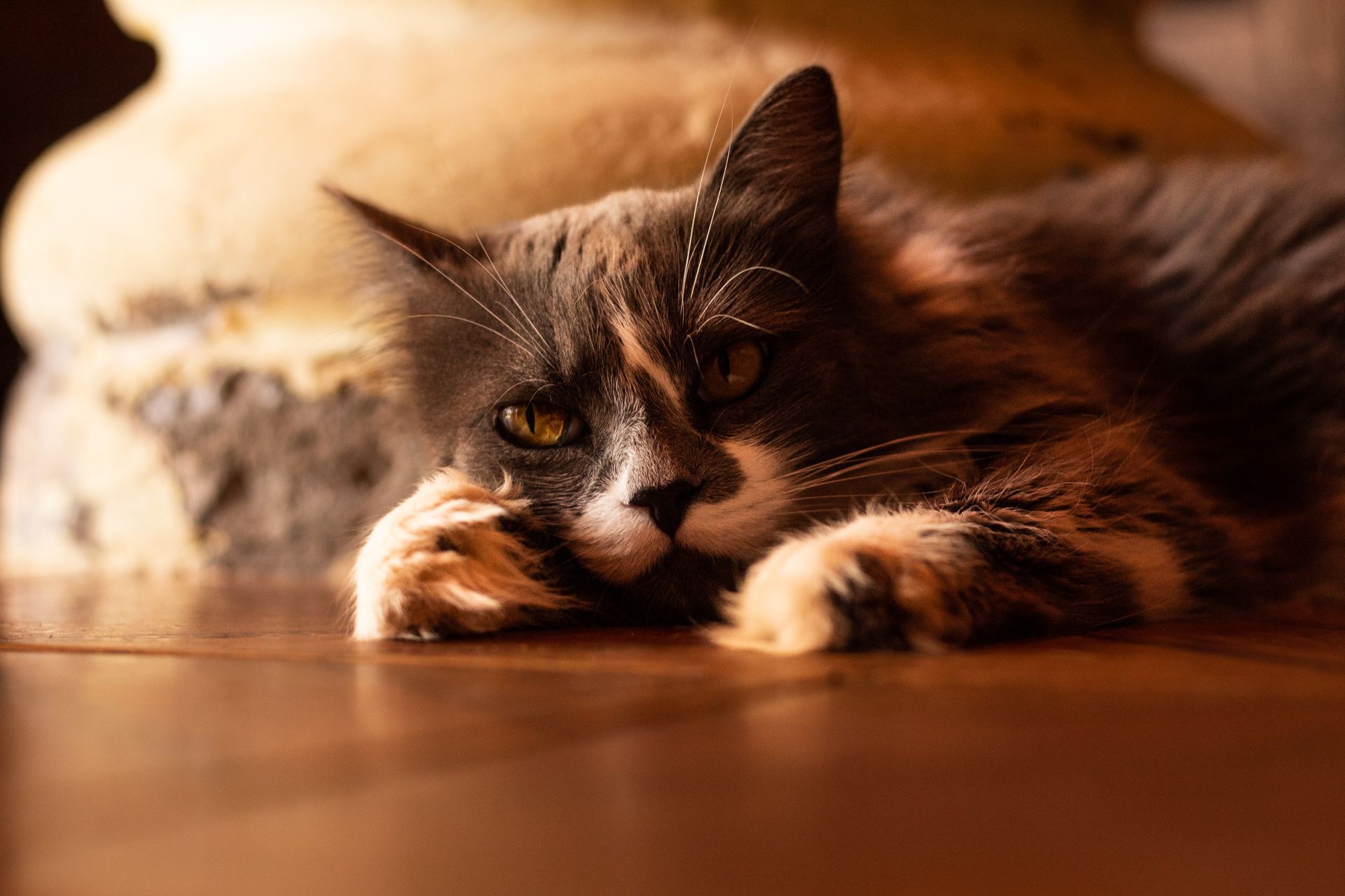 Close-up of a relaxed calico cat lying on the floor indoors with a warm, soft lighting.