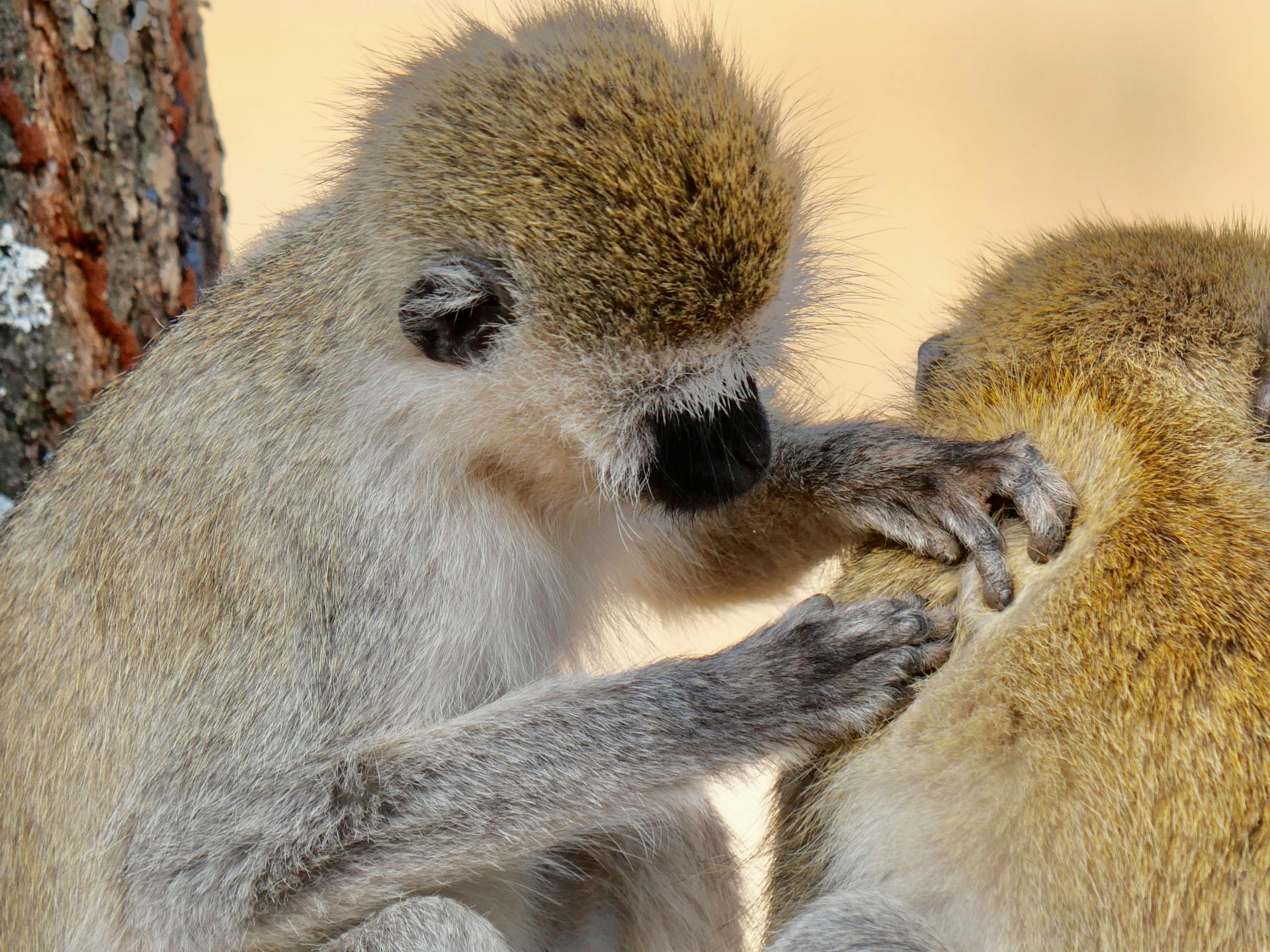 Close-up view of green vervet monkeys grooming each other in Tarangire National Park, Tanzania.