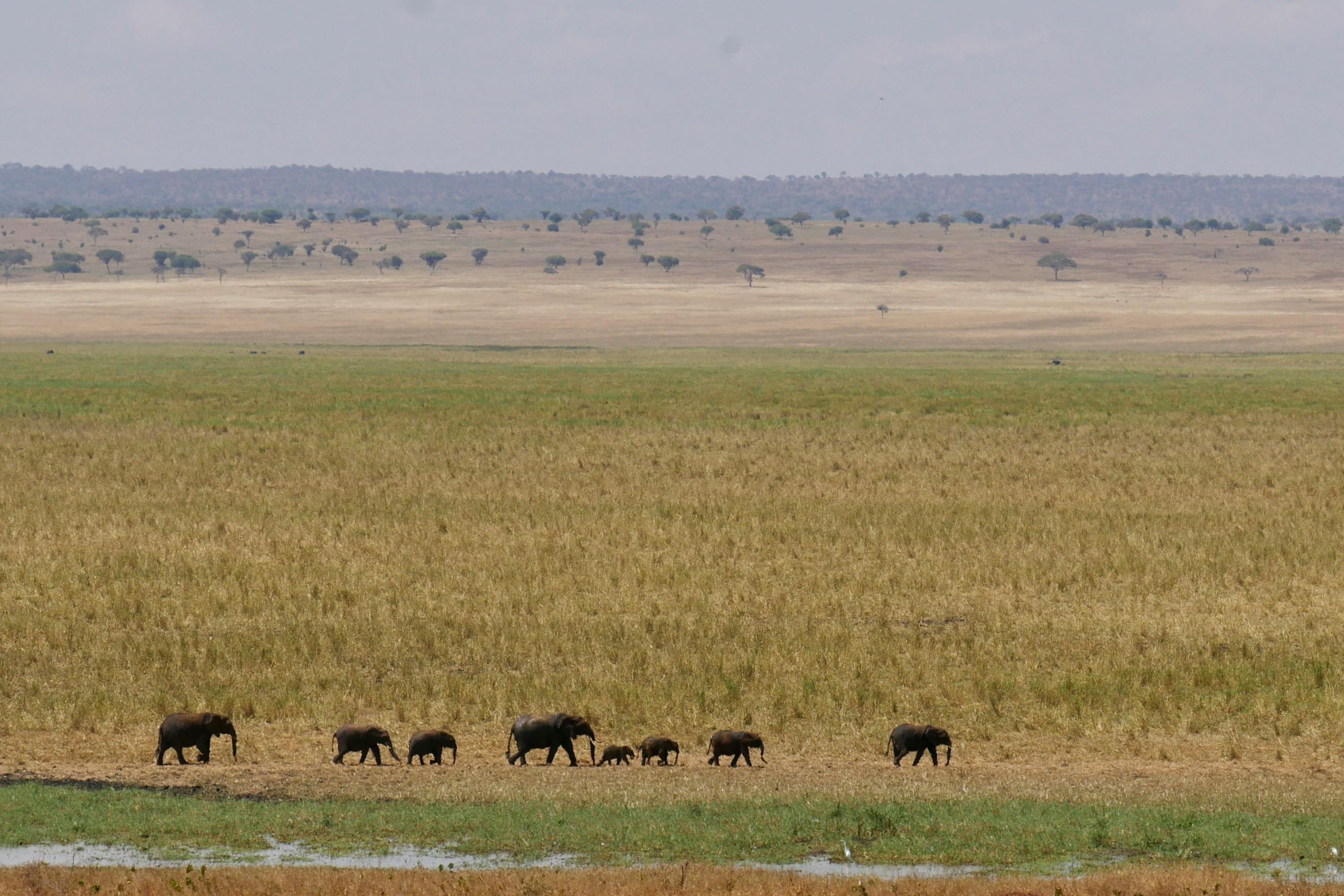 Photo of Tarangire National Park