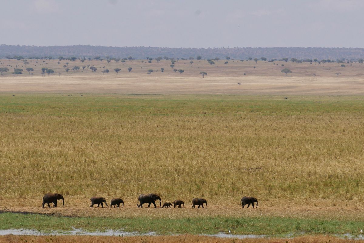 Elephants in Tanzania safari landscape