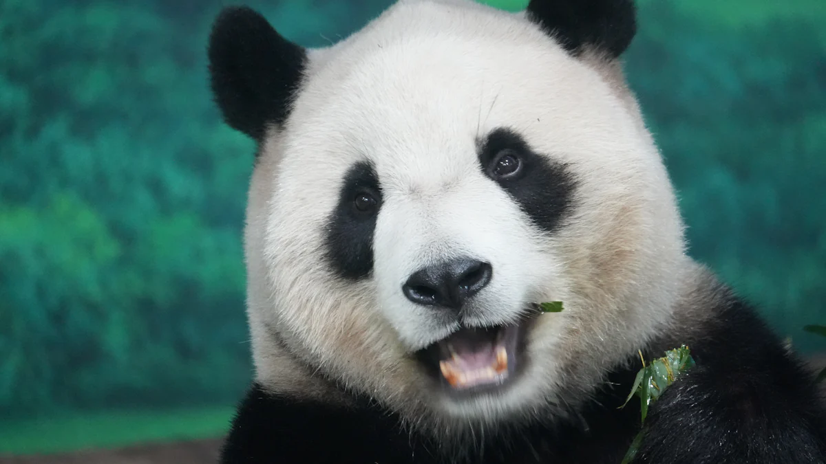 Meet the New US Pandas