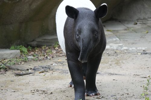 Free A Malayan tapir explores its woodland environment showcasing distinctive black and white markings. Stock Photo