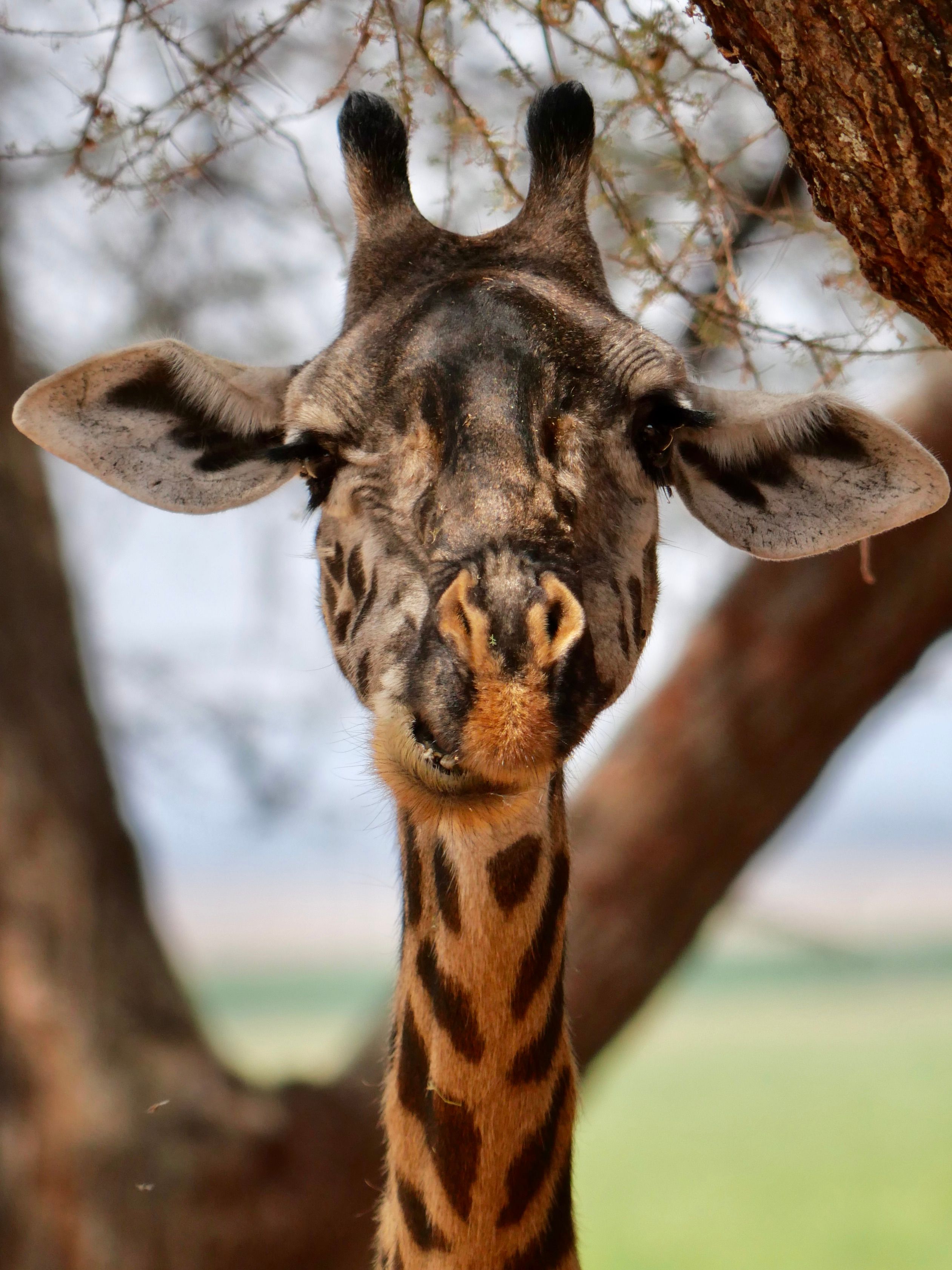 Close-Up Photography of Giraffe · Free Stock Photo