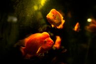 特写镜头中，充满活力的鹦嘴鱼在水族馆里游泳，展现了海洋生物的风采
