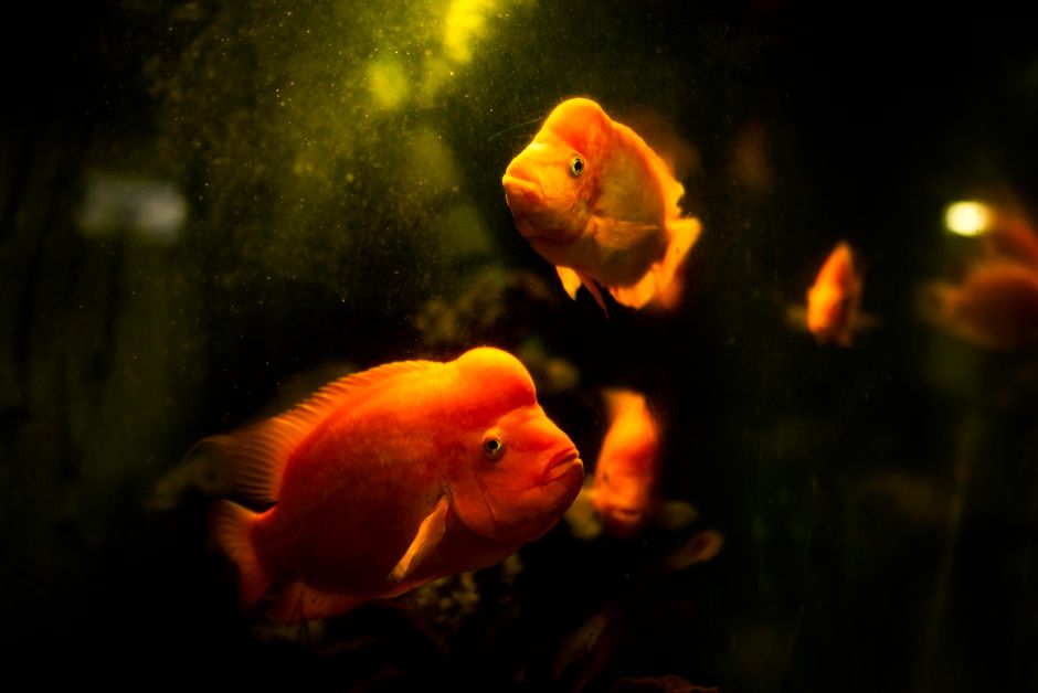 Close-up shot of vibrant parrotfish swimming in an aquarium, showcasing marine life.