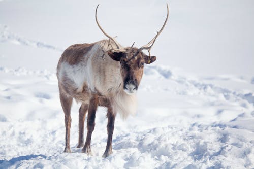 Photo of Reindeer on Snow