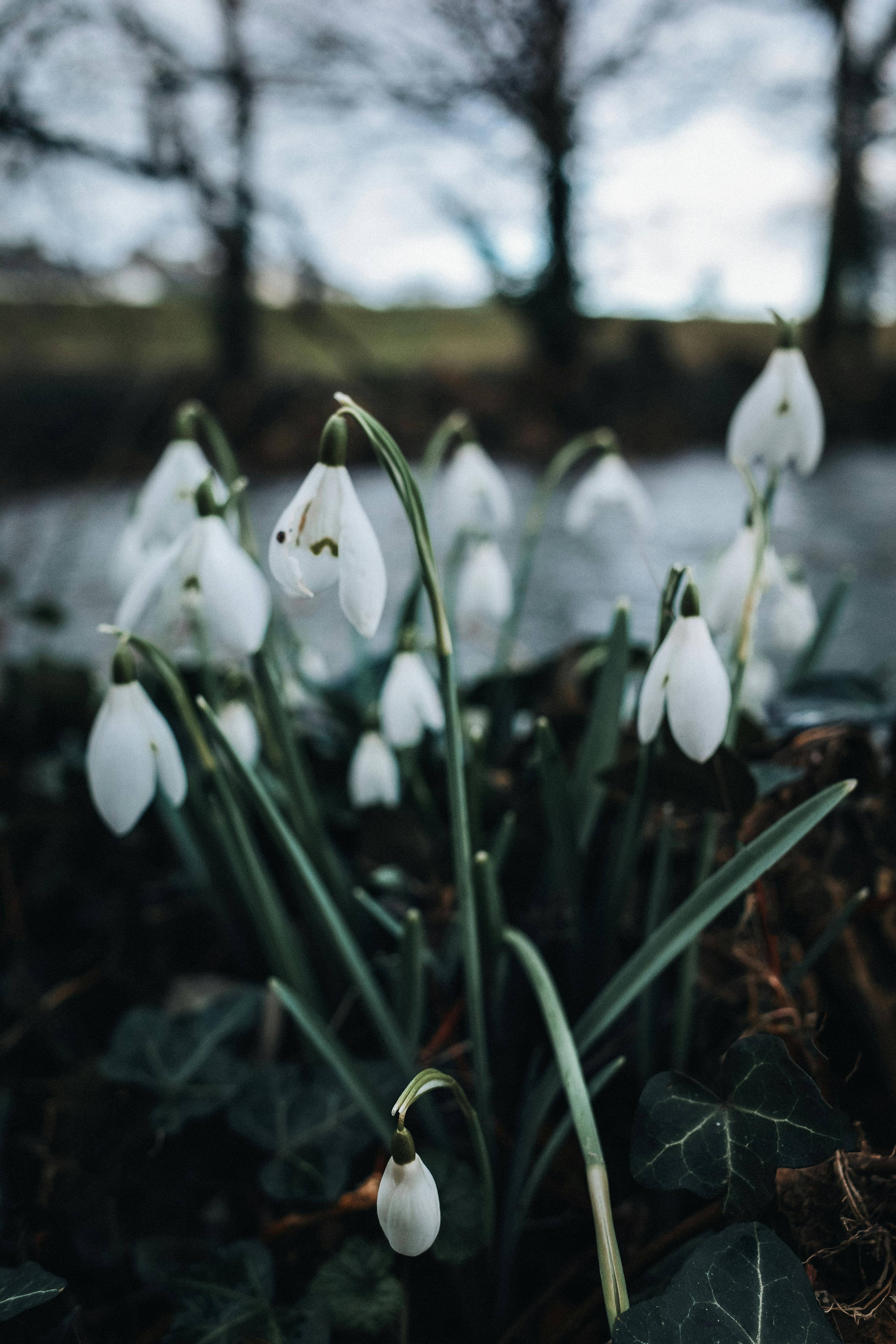 Beautiful snowdrops blooming in a serene winter forest scene.