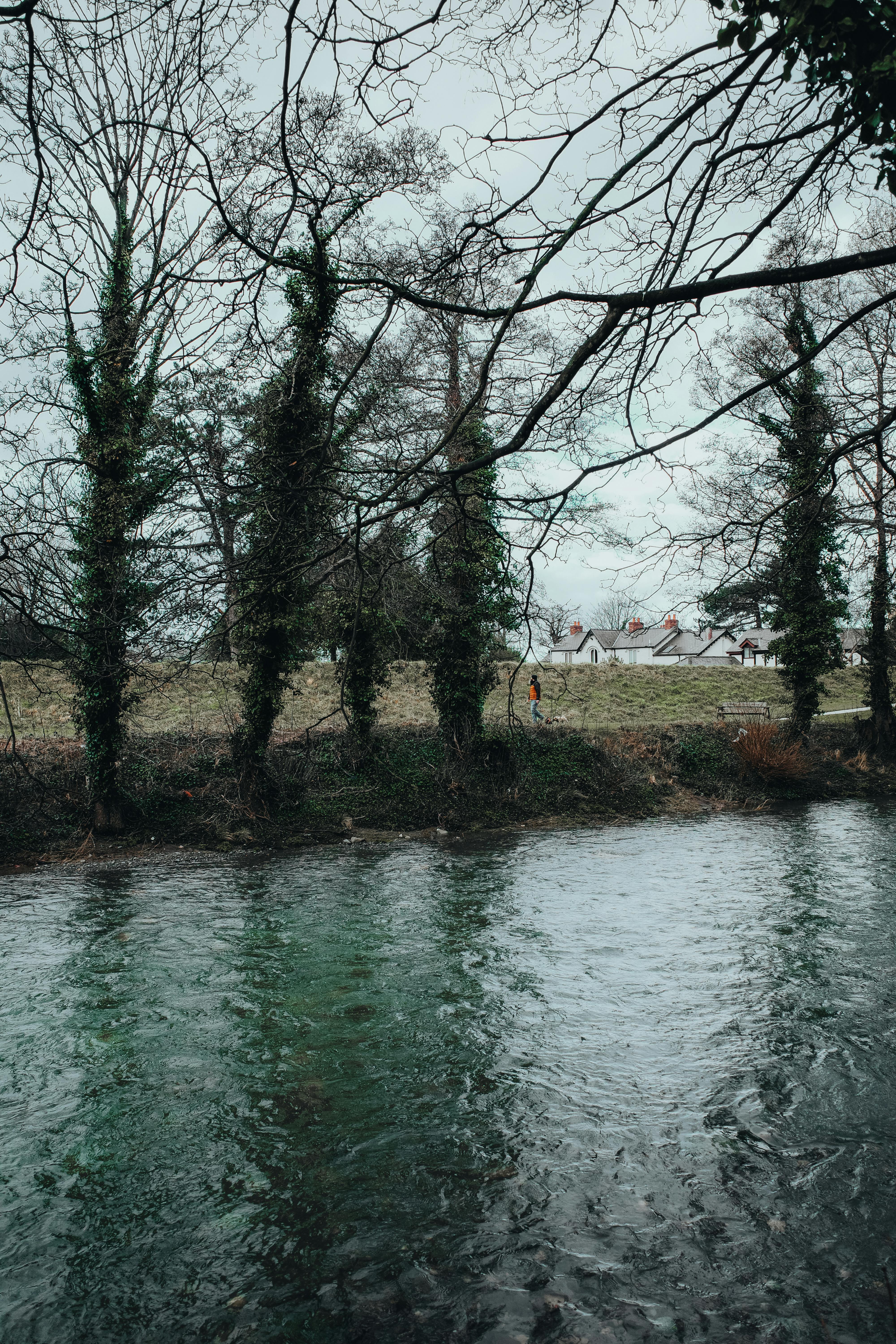 Peaceful winter scene with leafless trees lining a calm riverbank, capturing nature's quiet beauty.