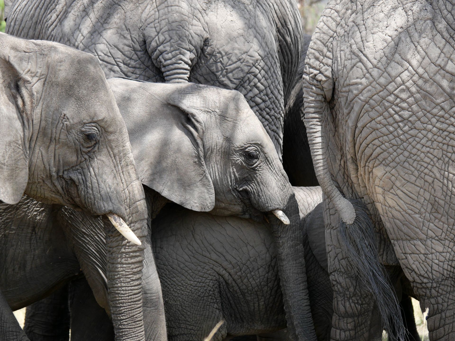 Close-up of African elephants interacting in a safari setting, highlighting family bonds.