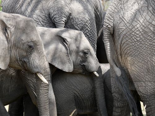 Free Close-up of African elephants interacting in a safari setting, highlighting family bonds. Stock Photo