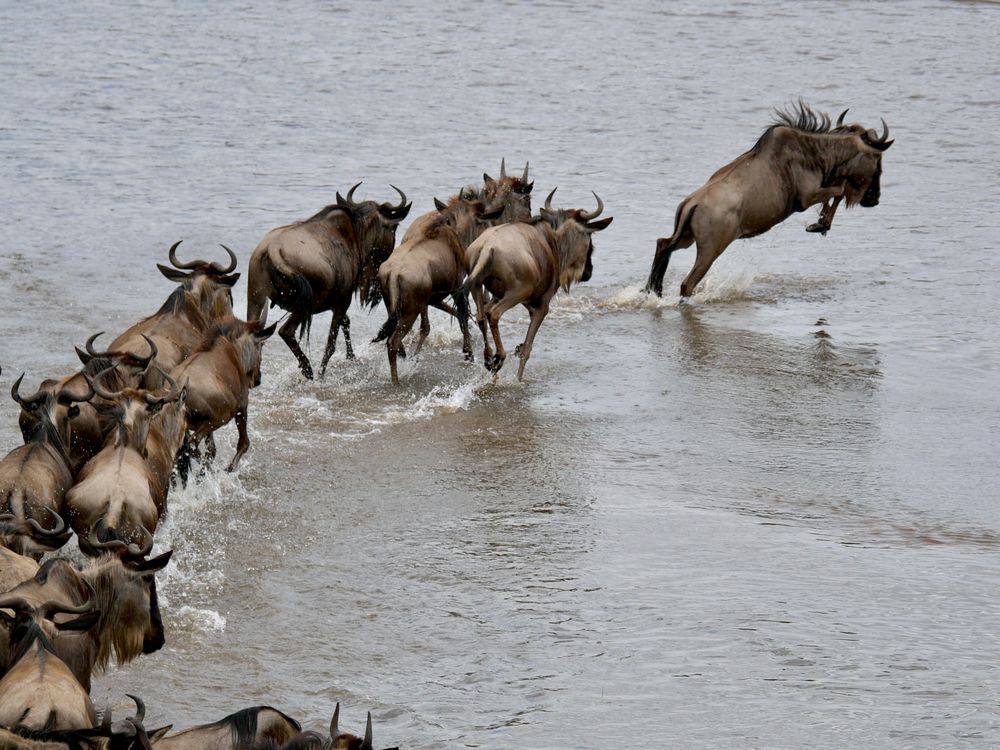 Ñus saltando al río Mara durante la migración