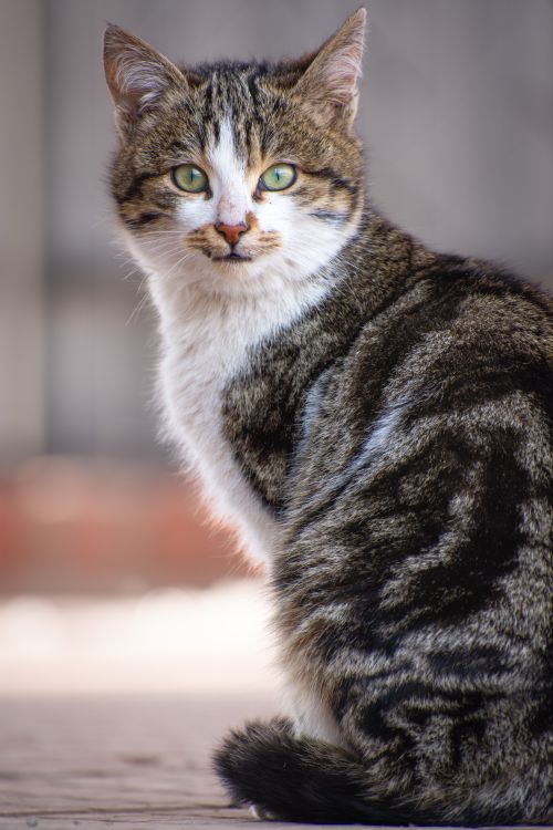 Free A striking portrait of a tabby cat with green eyes sitting outdoors. Stock Photo