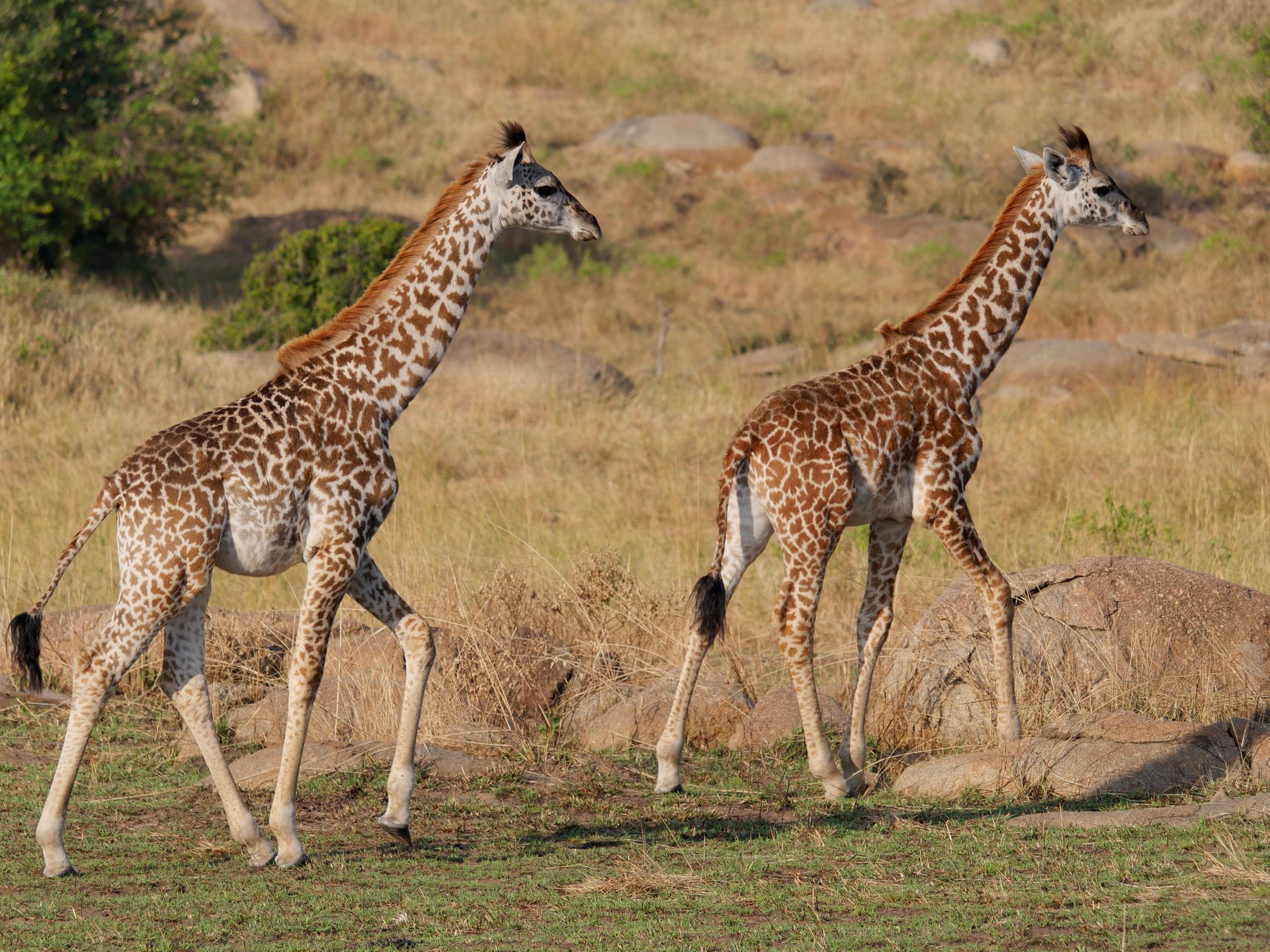 Two young giraffes gracefully roaming in Tanzania's Serengeti under the bright sun.