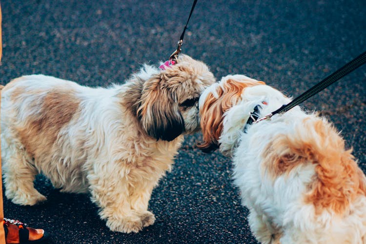 Funny Dogs Sniffing Each Other