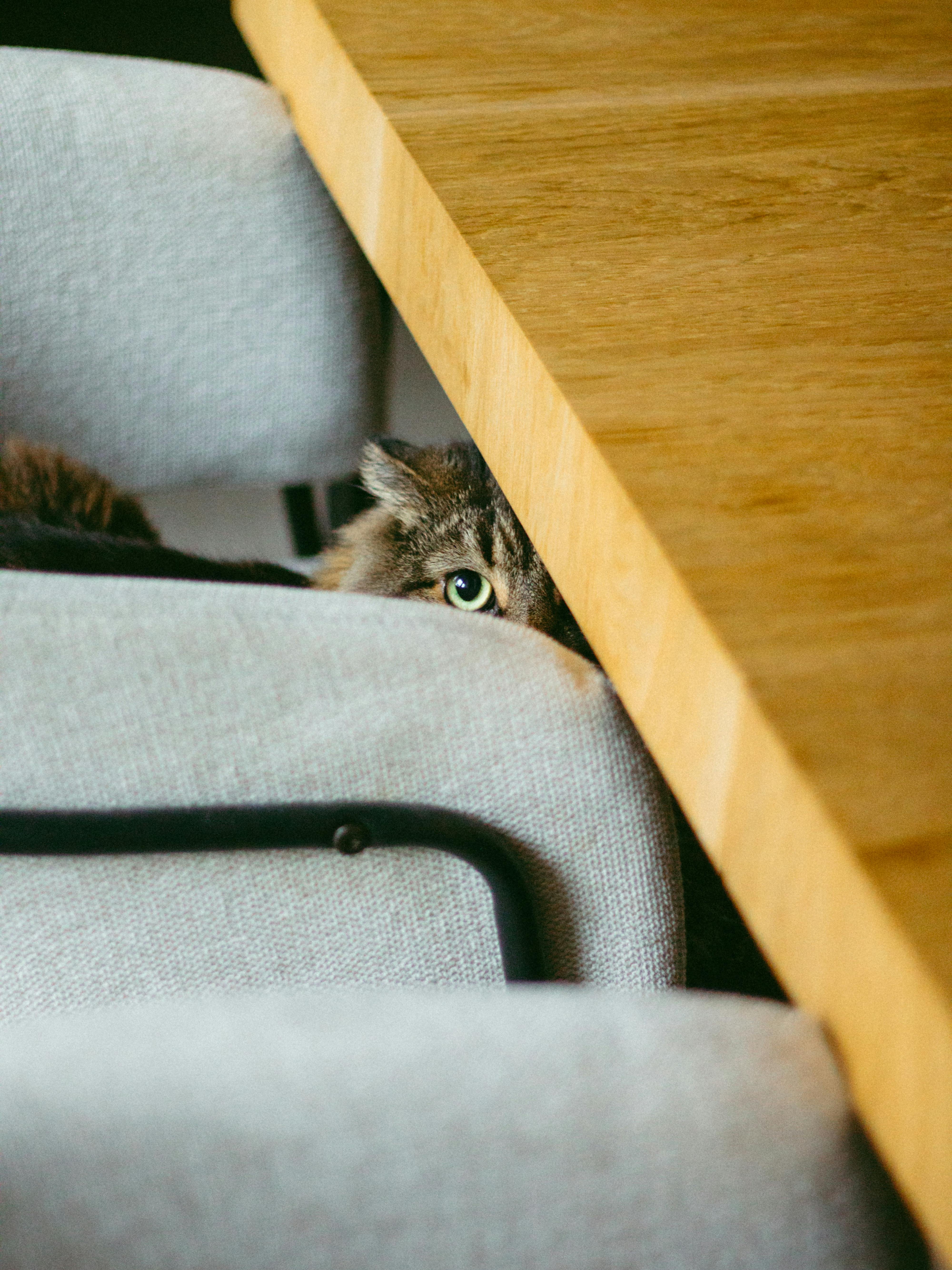 Free A curious cat peeks out from behind chairs, showcasing its playful nature in a cozy indoor setting. Stock Photo
