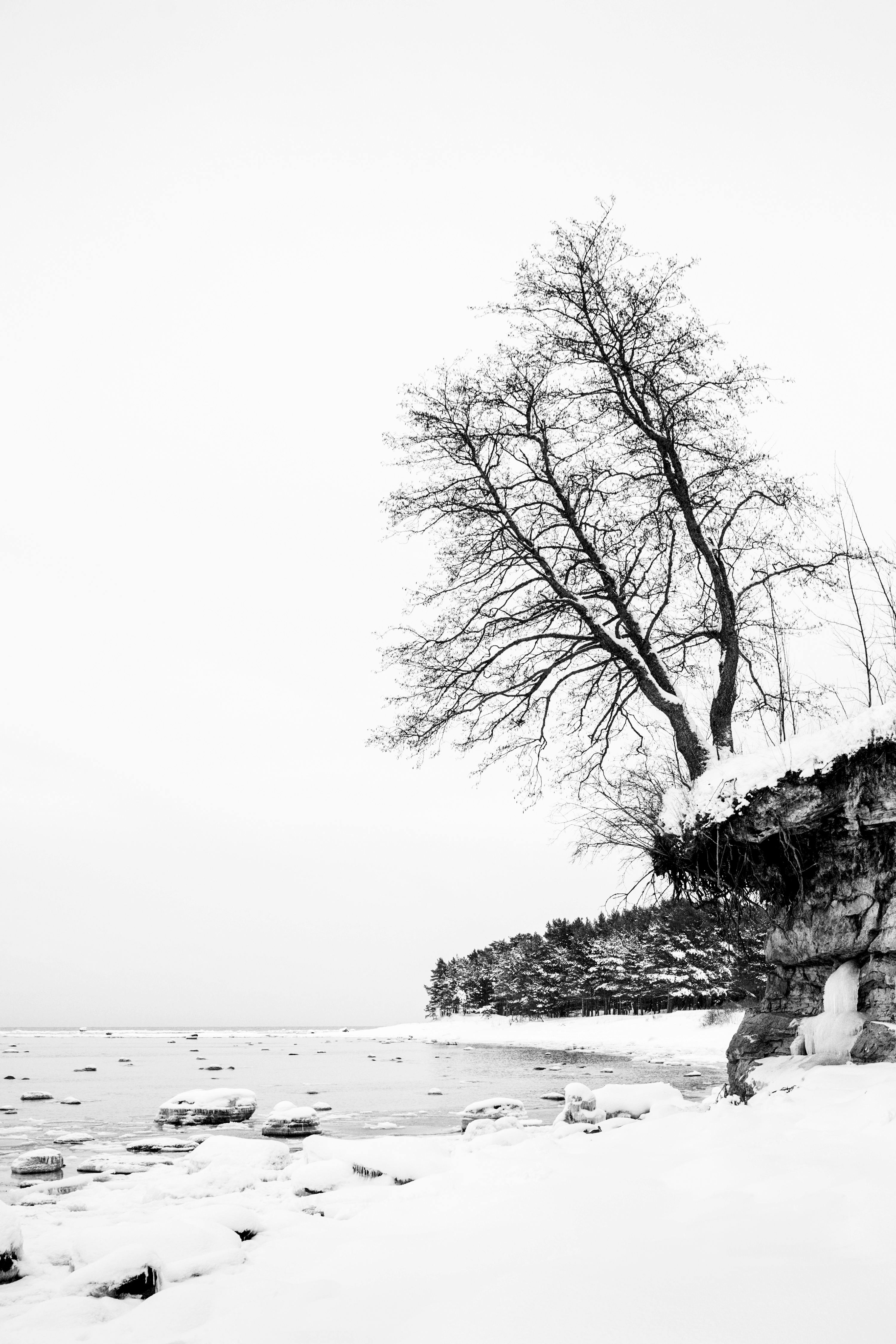 A tranquil snowy landscape featuring a bare tree on a cliff by the water's edge.