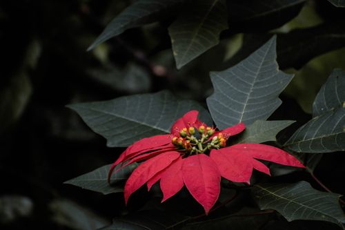 Free Close-up of a vibrant red poinsettia flower with rich green leaves, perfect for holiday themes. Stock Photo