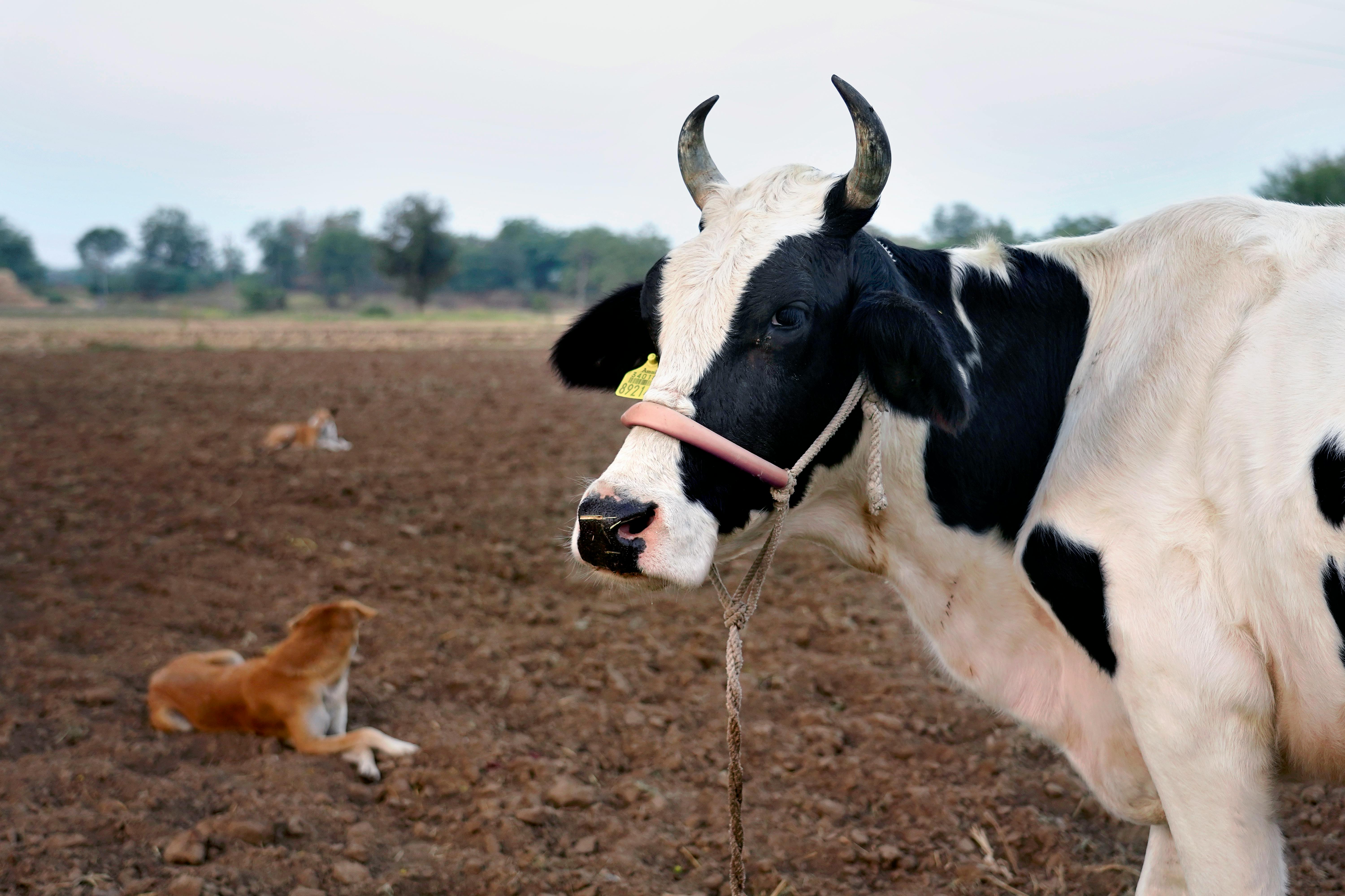 Gratuit Gros Plan Sur Le Visage D'une Vache Photos