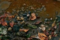 Stones And Leaves On Wet Ground