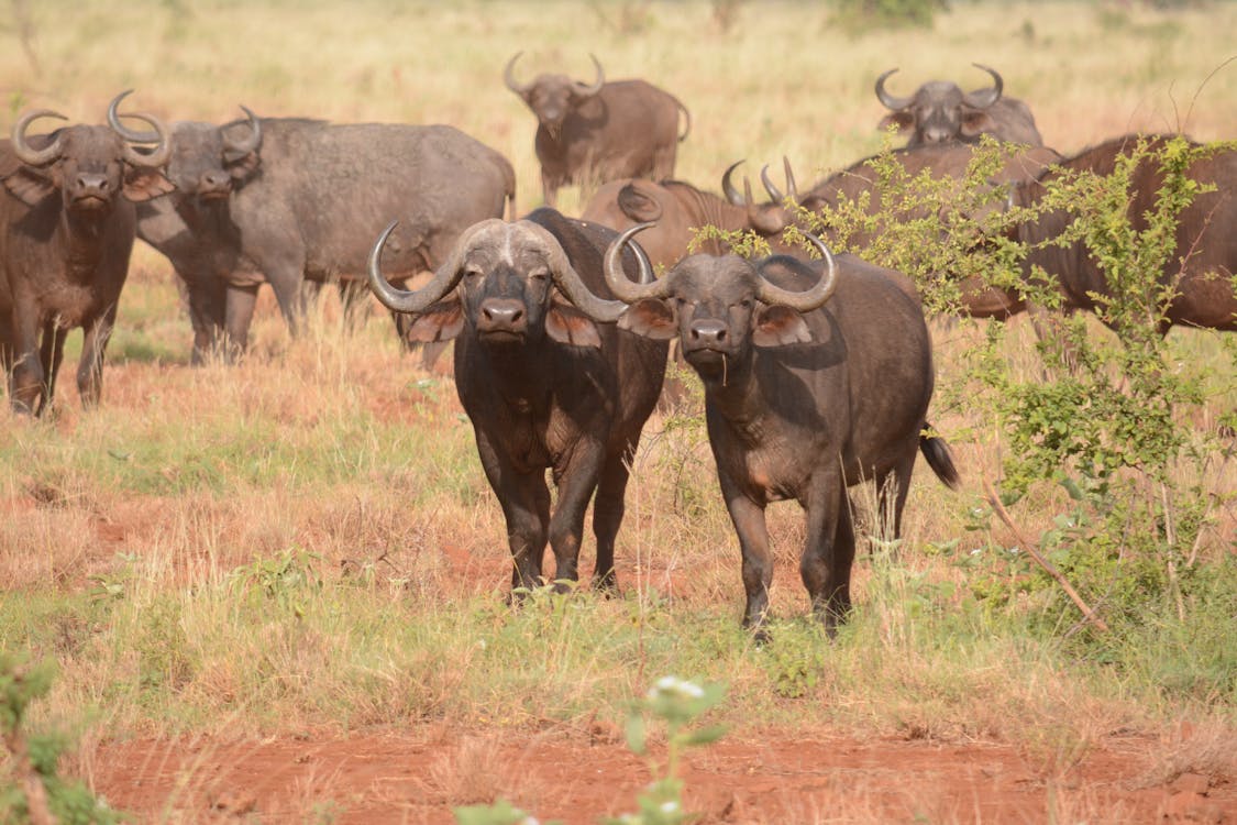 Free Stock Photo Of Africa Safari Wildlife free-stock-photo-of-africa-safari-wildlife