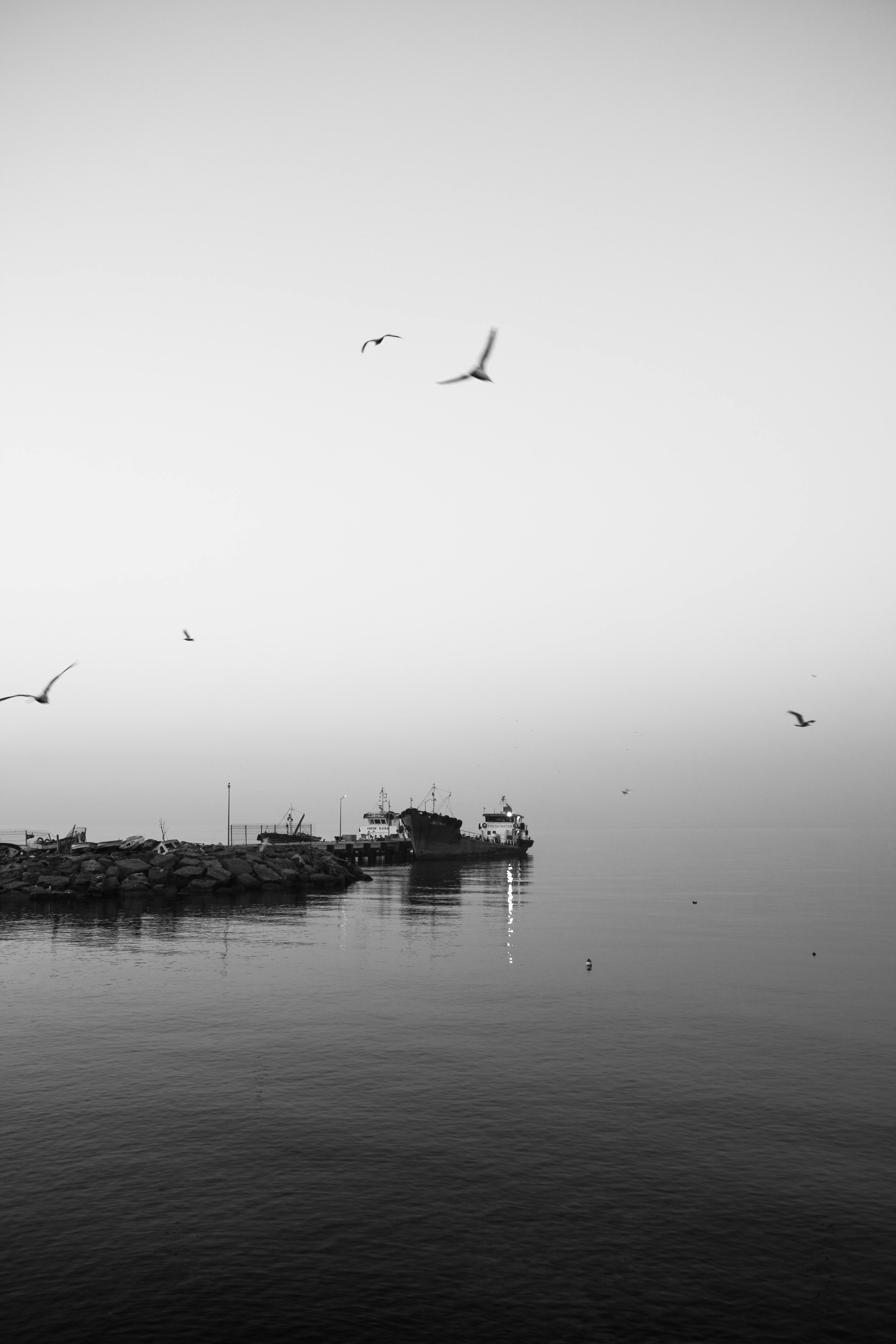 Black and white photo of a peaceful morning seascape in Istanbul with seagulls flying over calm waters.