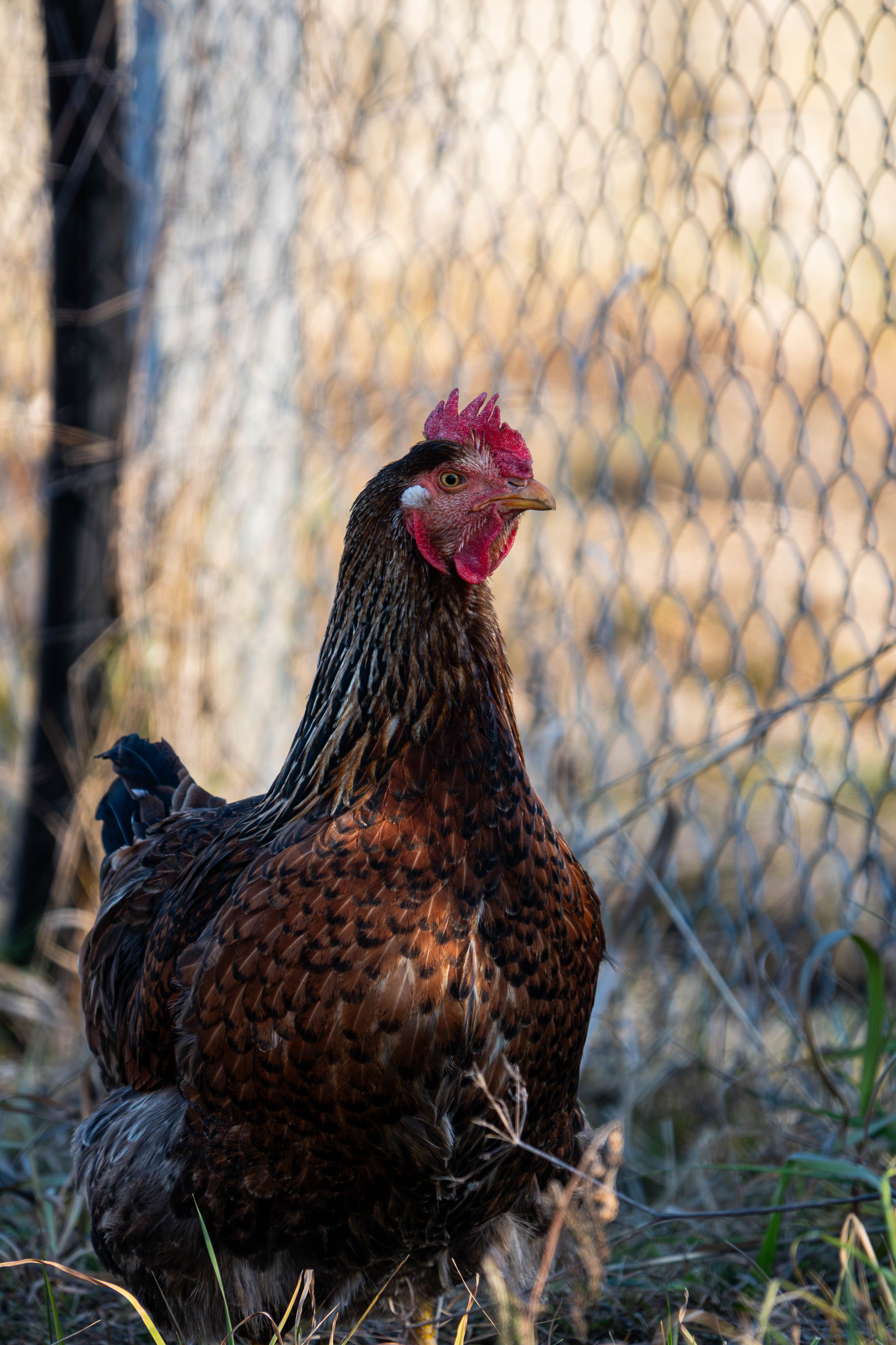 Close-Up of a Brown Hen Outdoor Farm Setting · Free Stock Photo