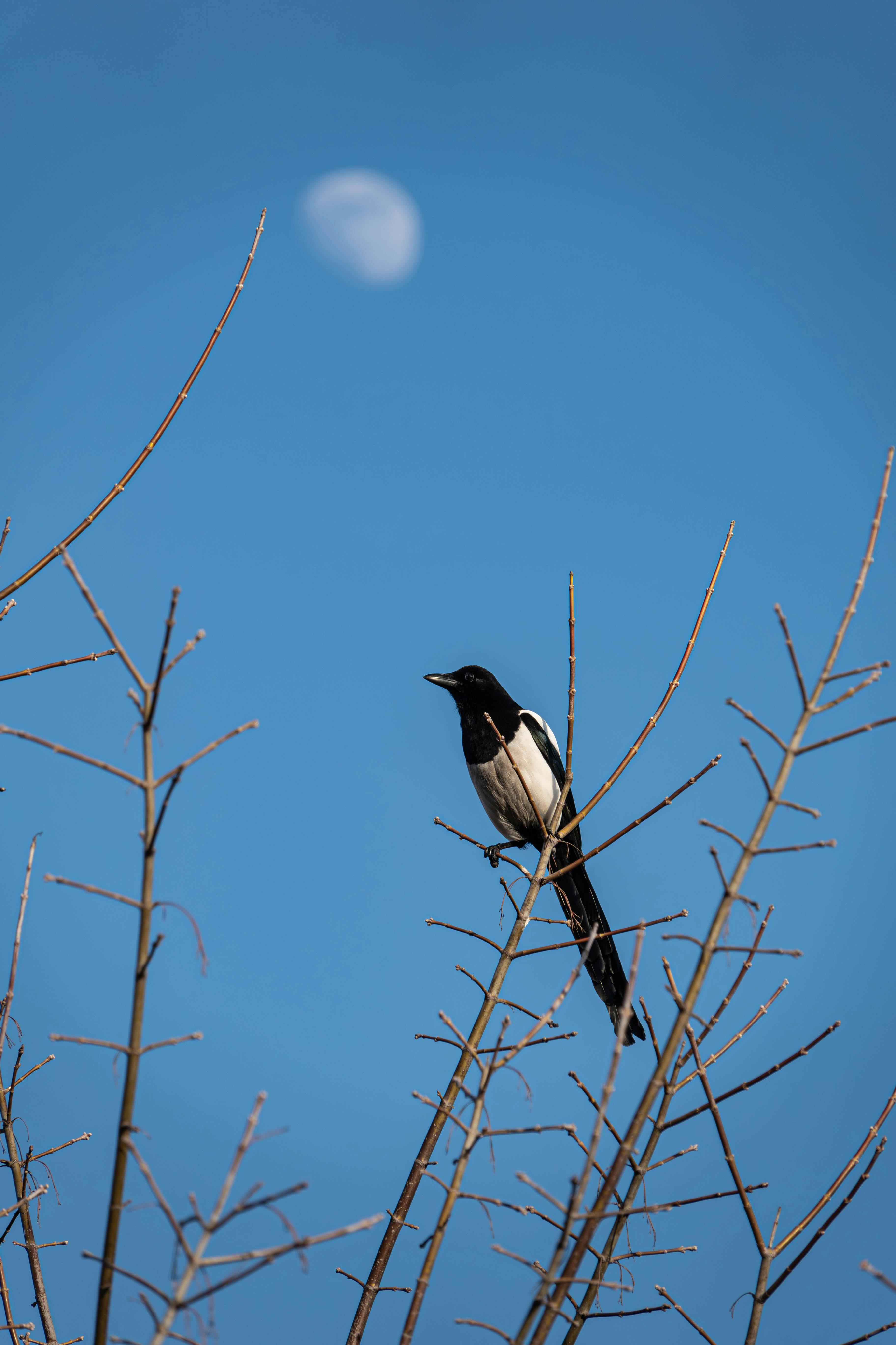 Cele mai bune 10.000+ fotografii cu tema Imgsrc.ru+pic+bikini ...