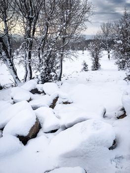 Serene snowy landscape with trees and rocks under a cloudy winter sky.