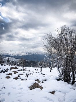 A serene winter landscape with snow-covered trees and mountains under a cloudy sky.
