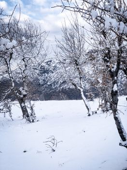 Tranquil snow-filled scene with bare trees in a winter wonderland.