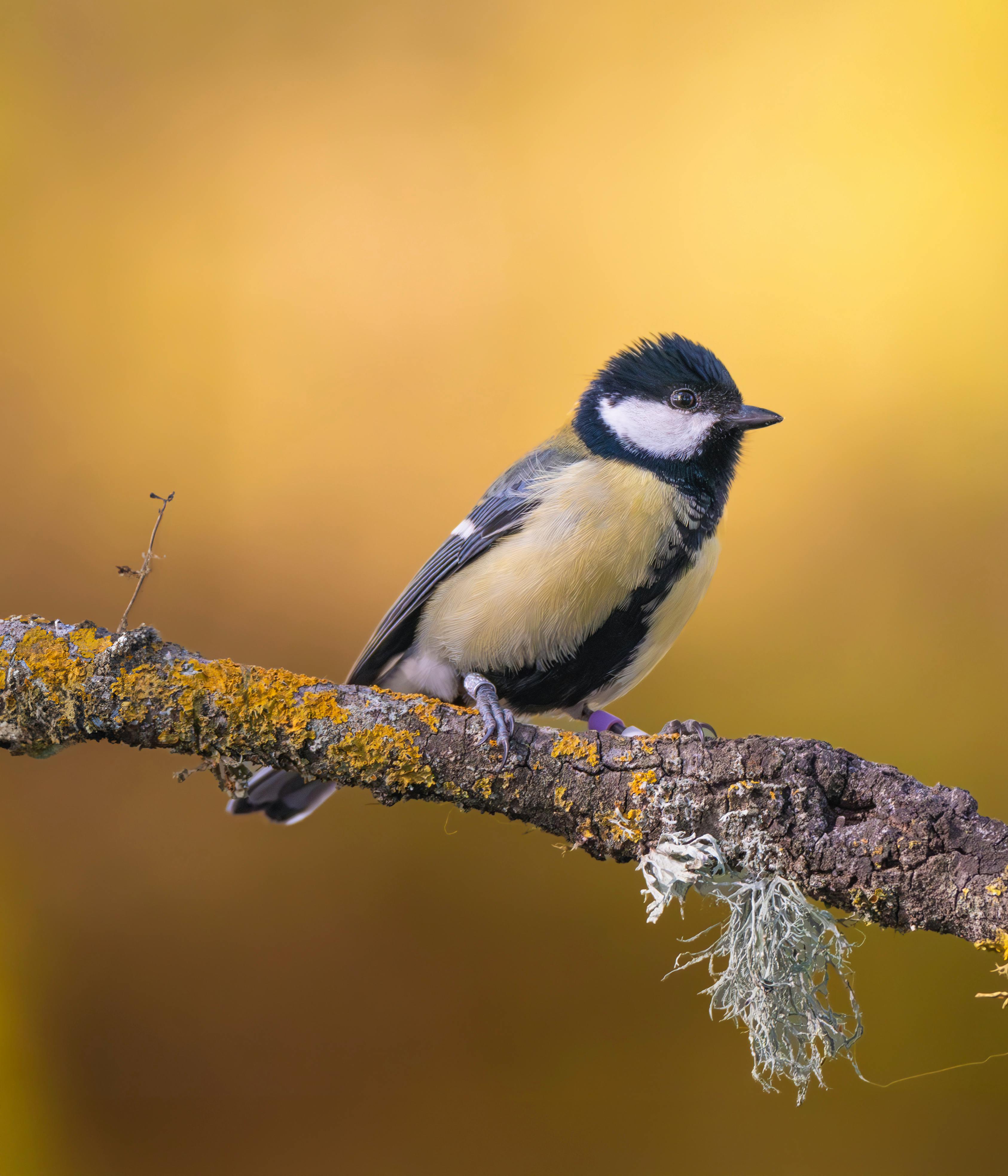 A Great Tit perched on a lichen-covered branch with a vibrant autumn background.