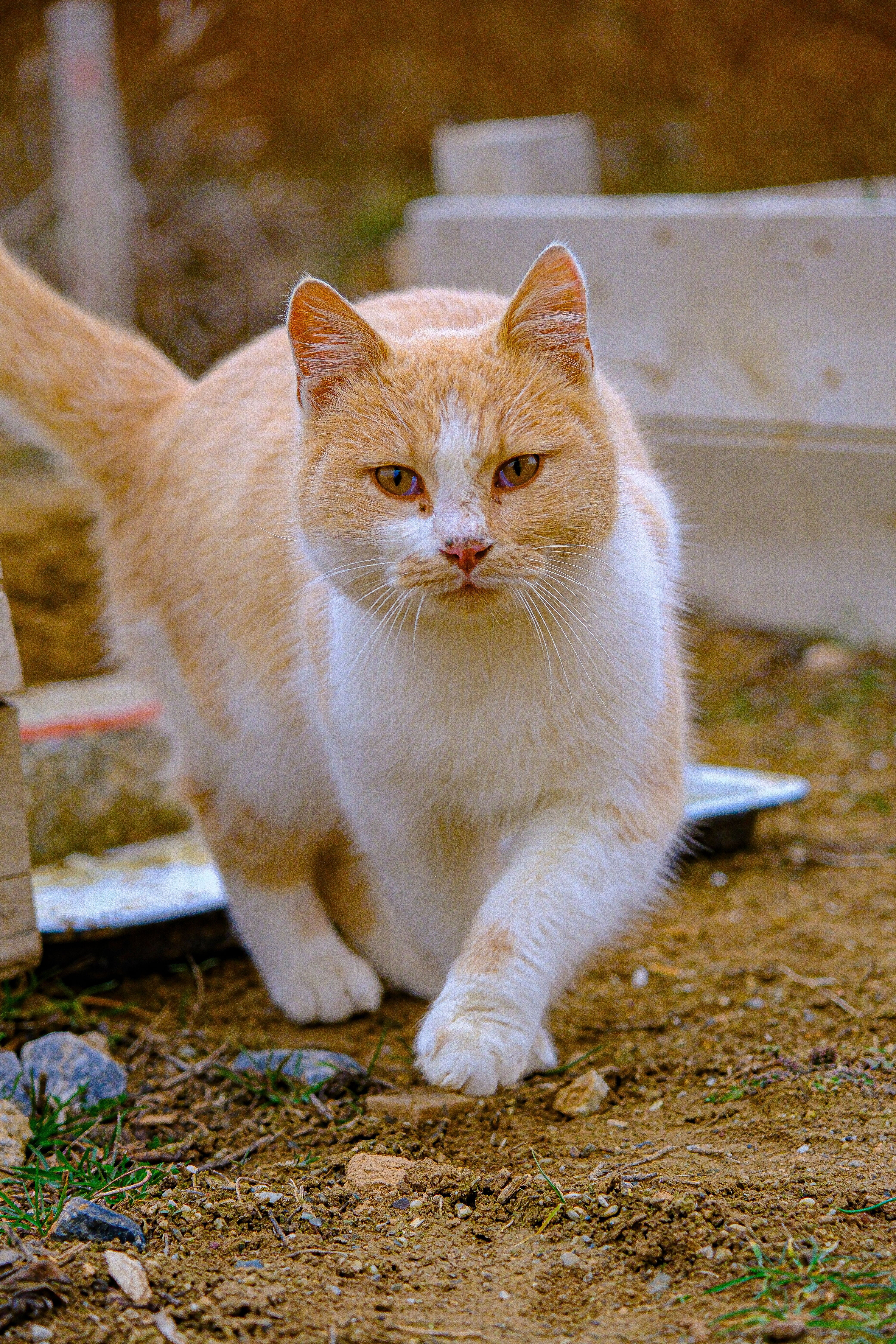 Comment choisir la meilleure litière pour chat en 2026 