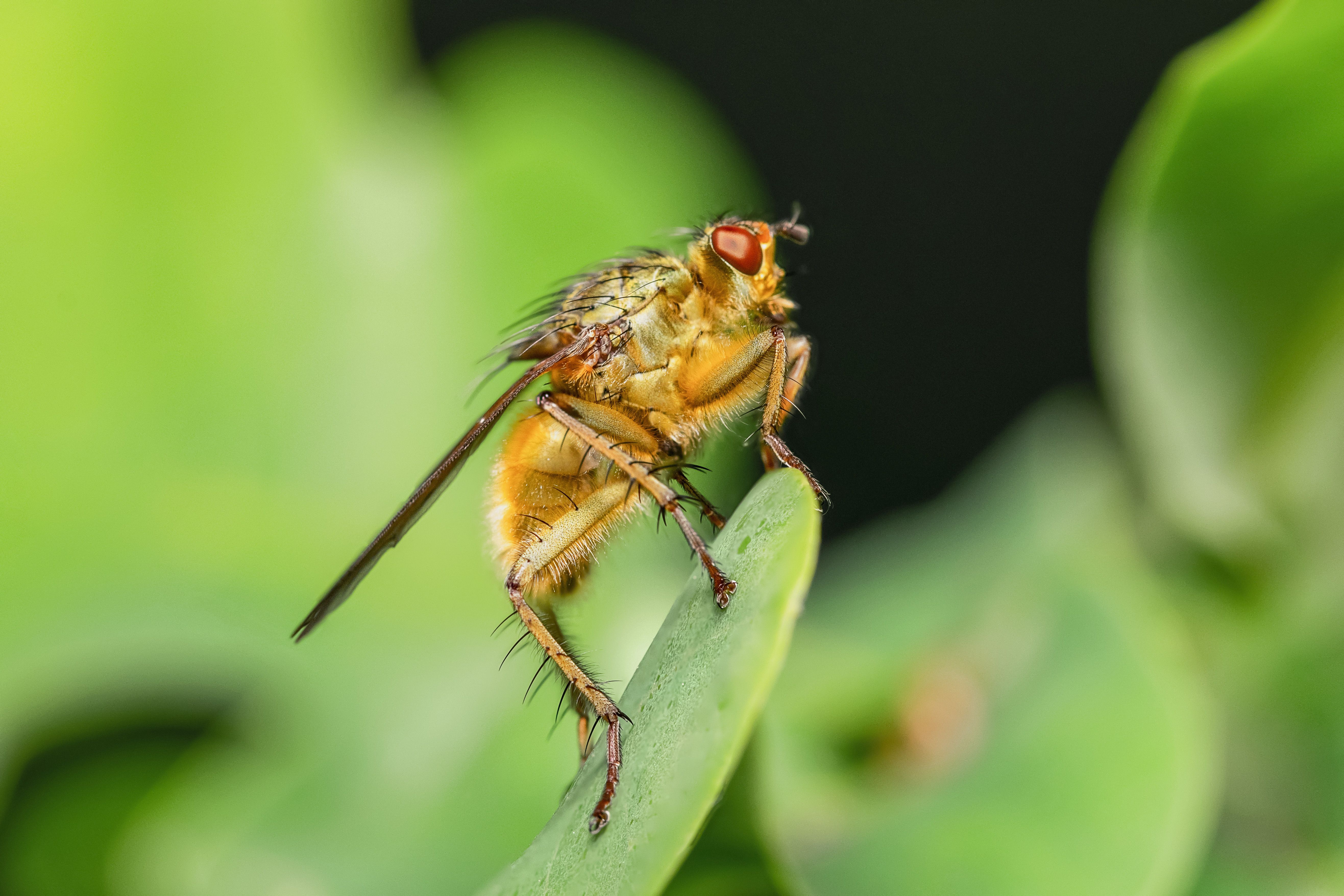 Fruit fly toolkit pinpoints neurons that suppress aggression