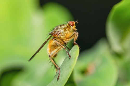 Free Macro shot of a yellow dung fly perched on a green leaf, showcasing vibrant colors and textures. Stock Photo