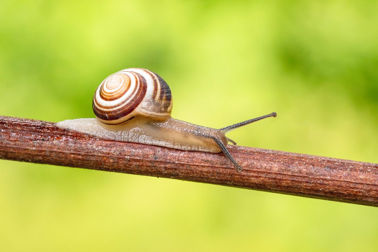 detailed macro shot of a snail moving along a branch in lije e bosnia