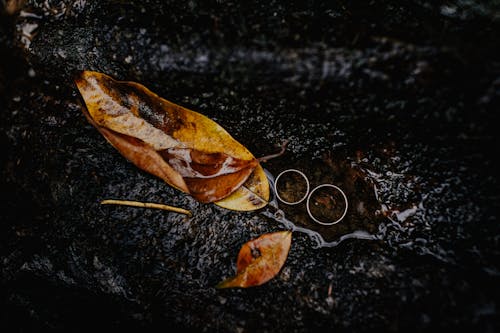 Free Brown Wet Leaves Stock Photo