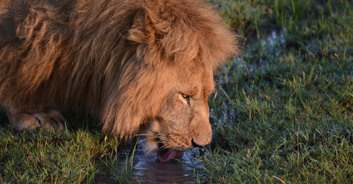 Free stock photo of africa, african, drinking