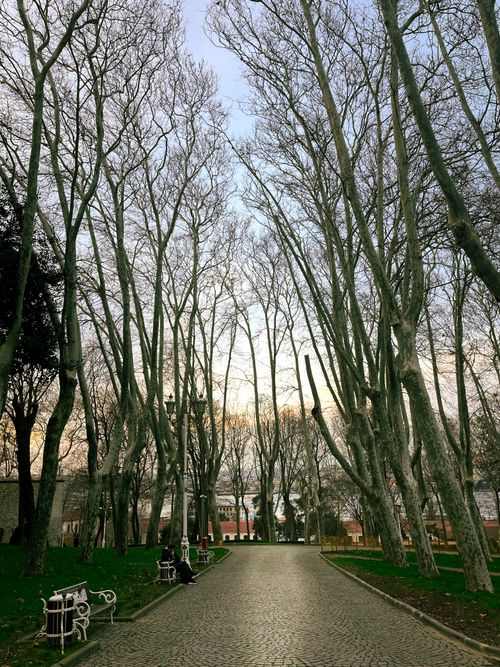 Free Leafless trees arching over a quiet pathway in an İstanbul park. Stock Photo