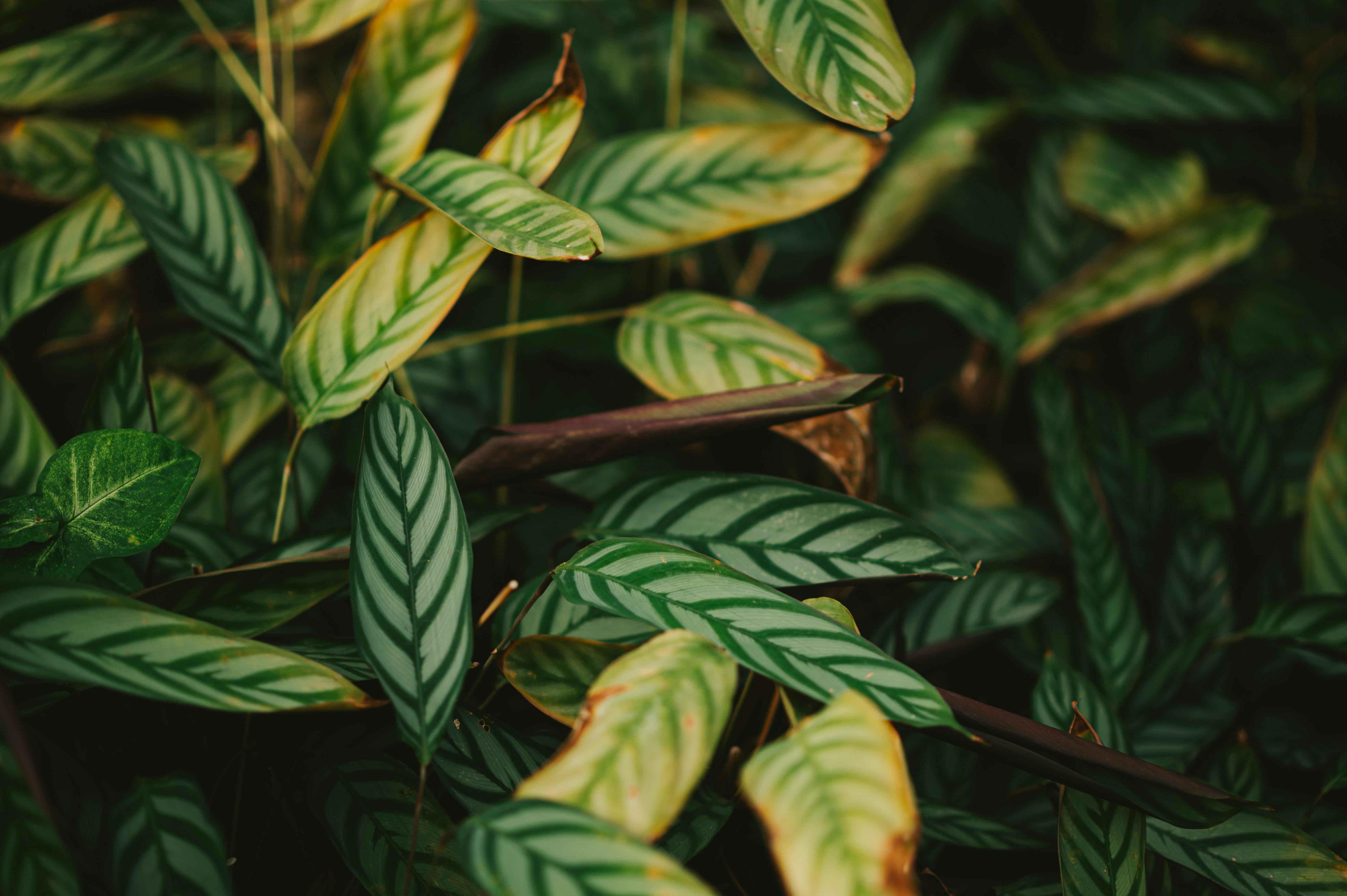 ingyenes Közeli kép a buja zöld imanövény leveleiről, bonyolult mintákkal természetes fényben. Stockfotó