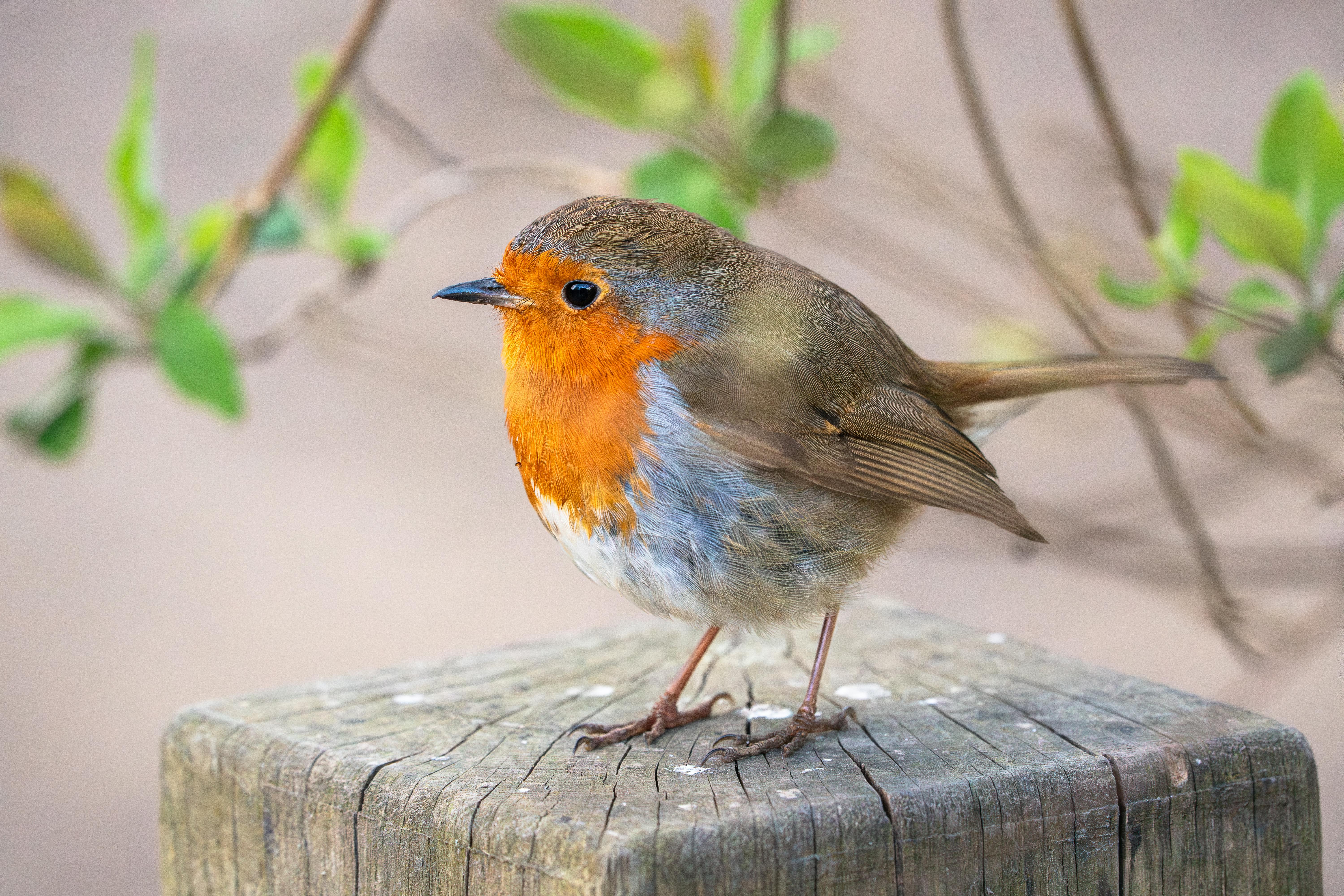 Detailed photo of a European Robin perched on a wooden post, showcasing its vibrant plumage.