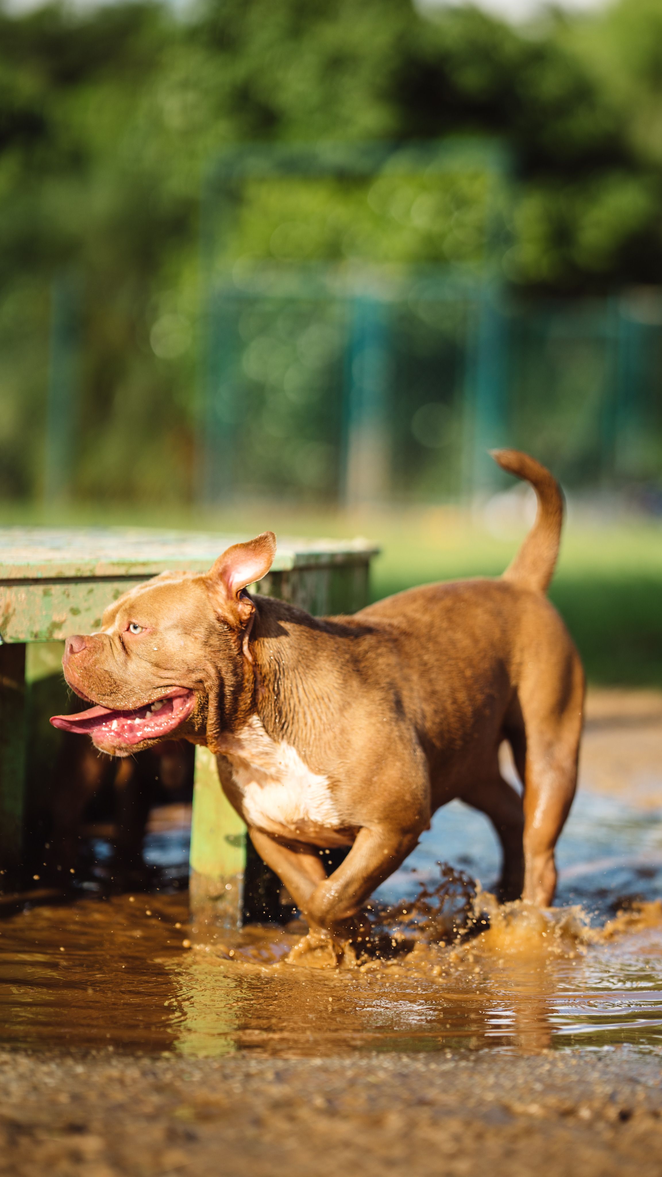 A happy Pit Bull Terrier splashes in muddy water, enjoying a sunny outdoor day.