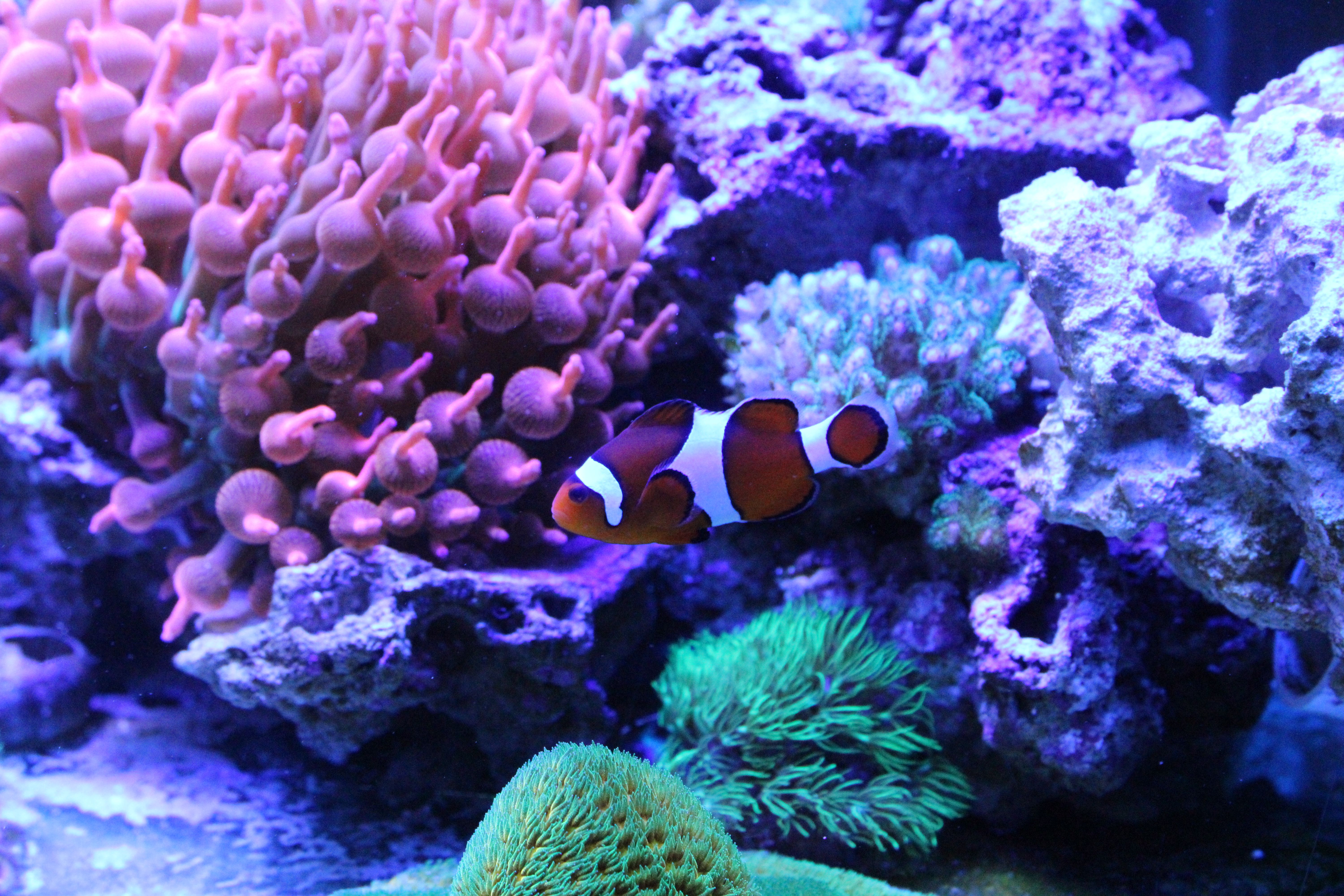 Colorful clownfish swimming amid vibrant coral formations in an aquarium.
