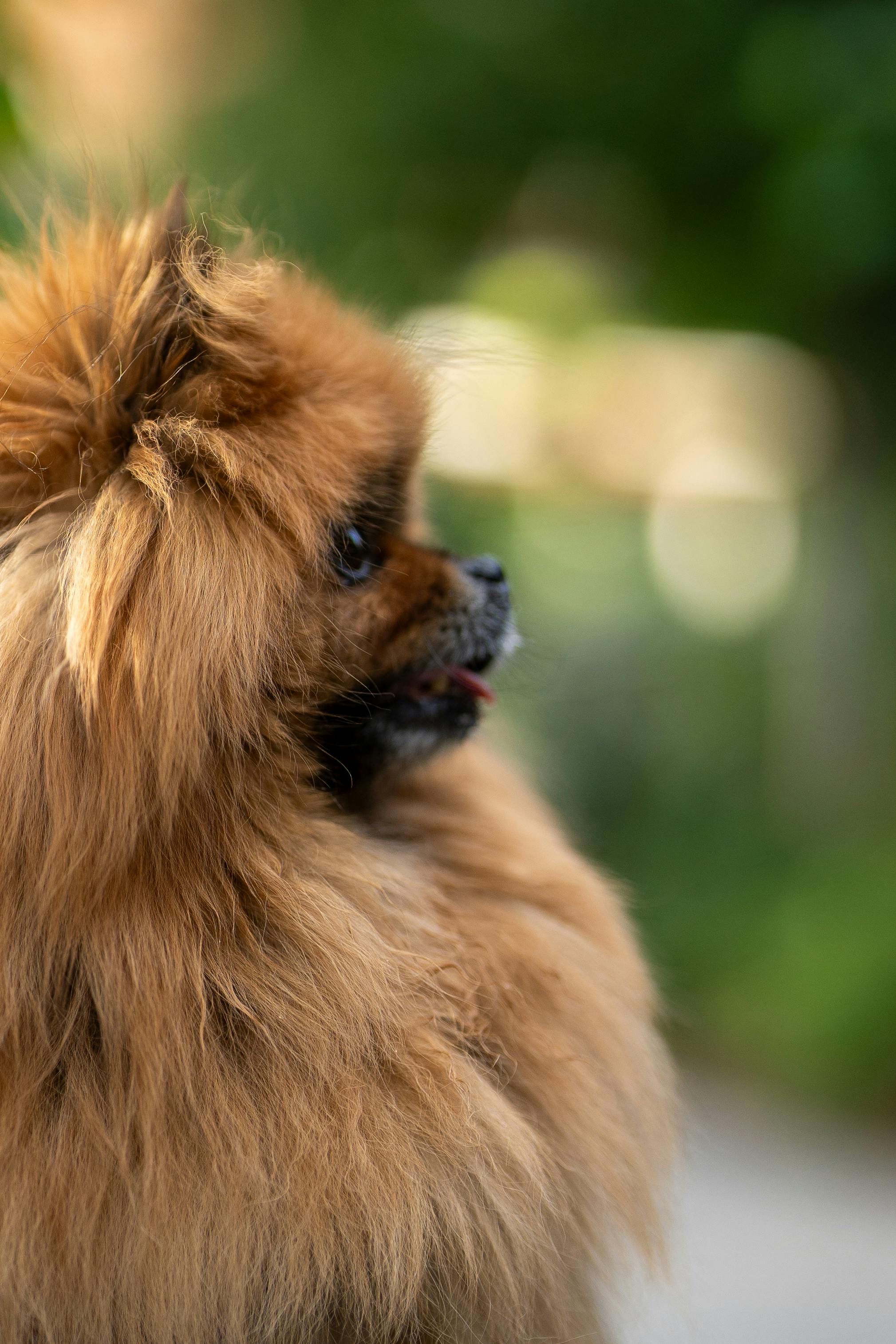 Free Portrait of a fluffy Pomeranian dog outdoors with a blurred green background. Stock Photo