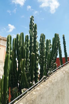 Vibrant green cacti set against a bright blue sky in Positano, Italy.