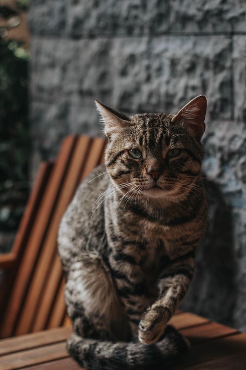 Free A striped cat sits on a wooden surface against a stone wall in Istanbul. Stock Photo