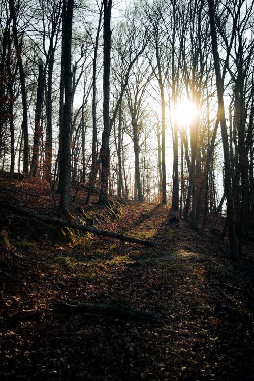 Free Sunlight pours through tall trees along a forest path in Bad Mergentheim, Germany. Stock Photo