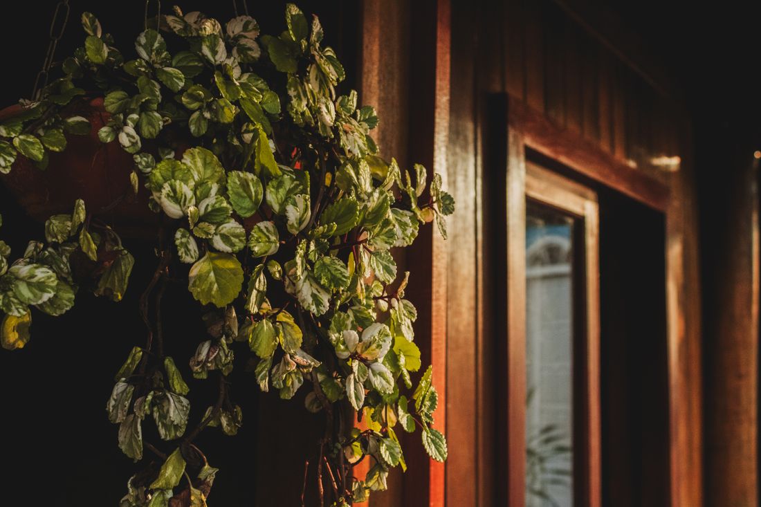 Hanging plant lit by low sun in a wooden room — photo by Kevyn Costa on Pexels