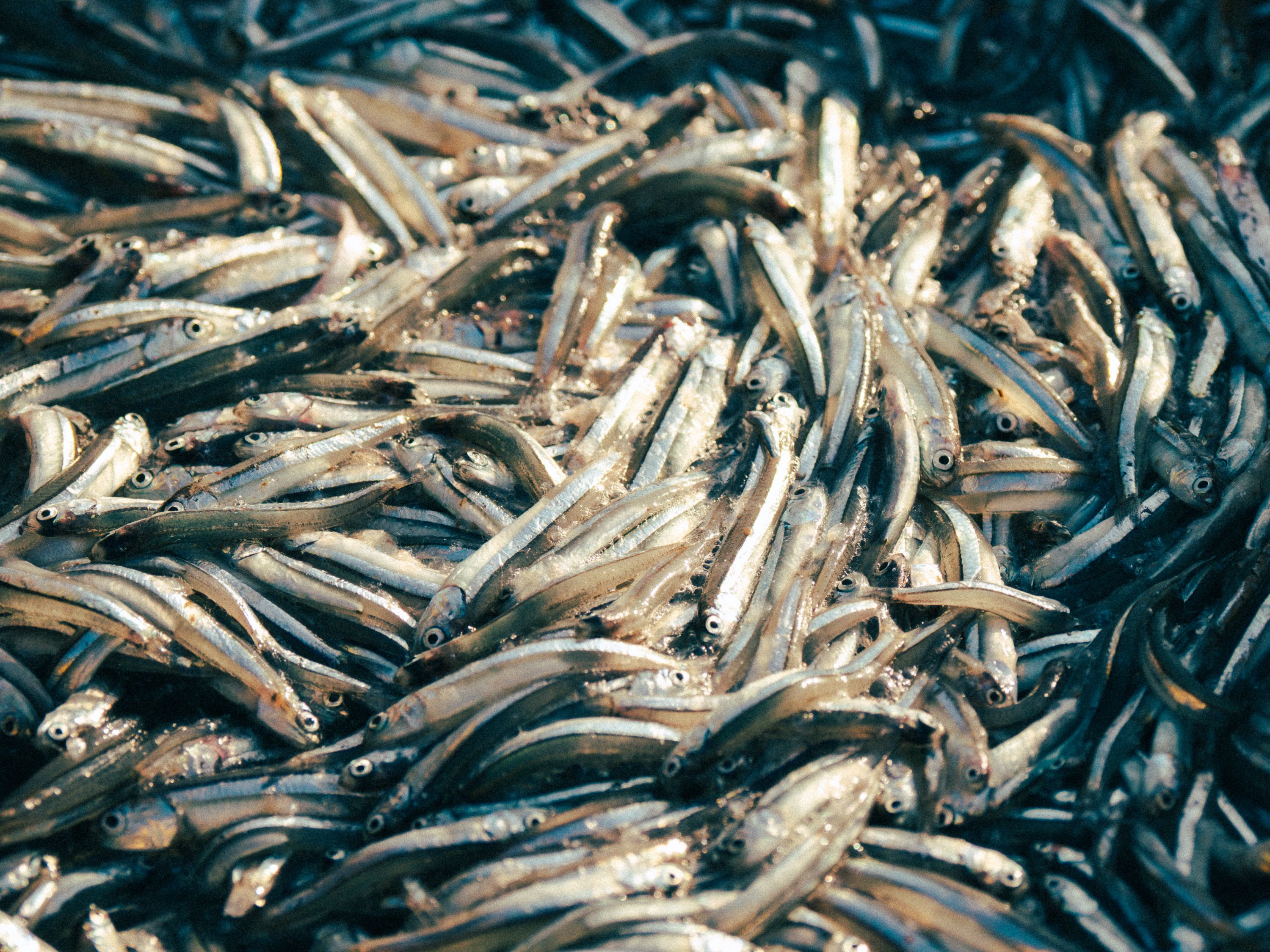 鯷魚精製魚油