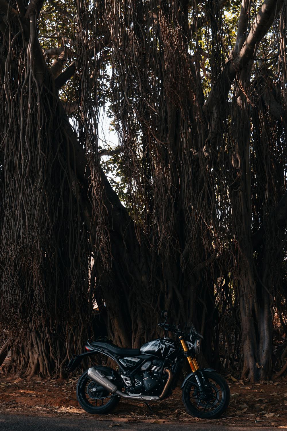 Rustic Motorcycle in Banyan Tree Setting · Free Stock Photo
