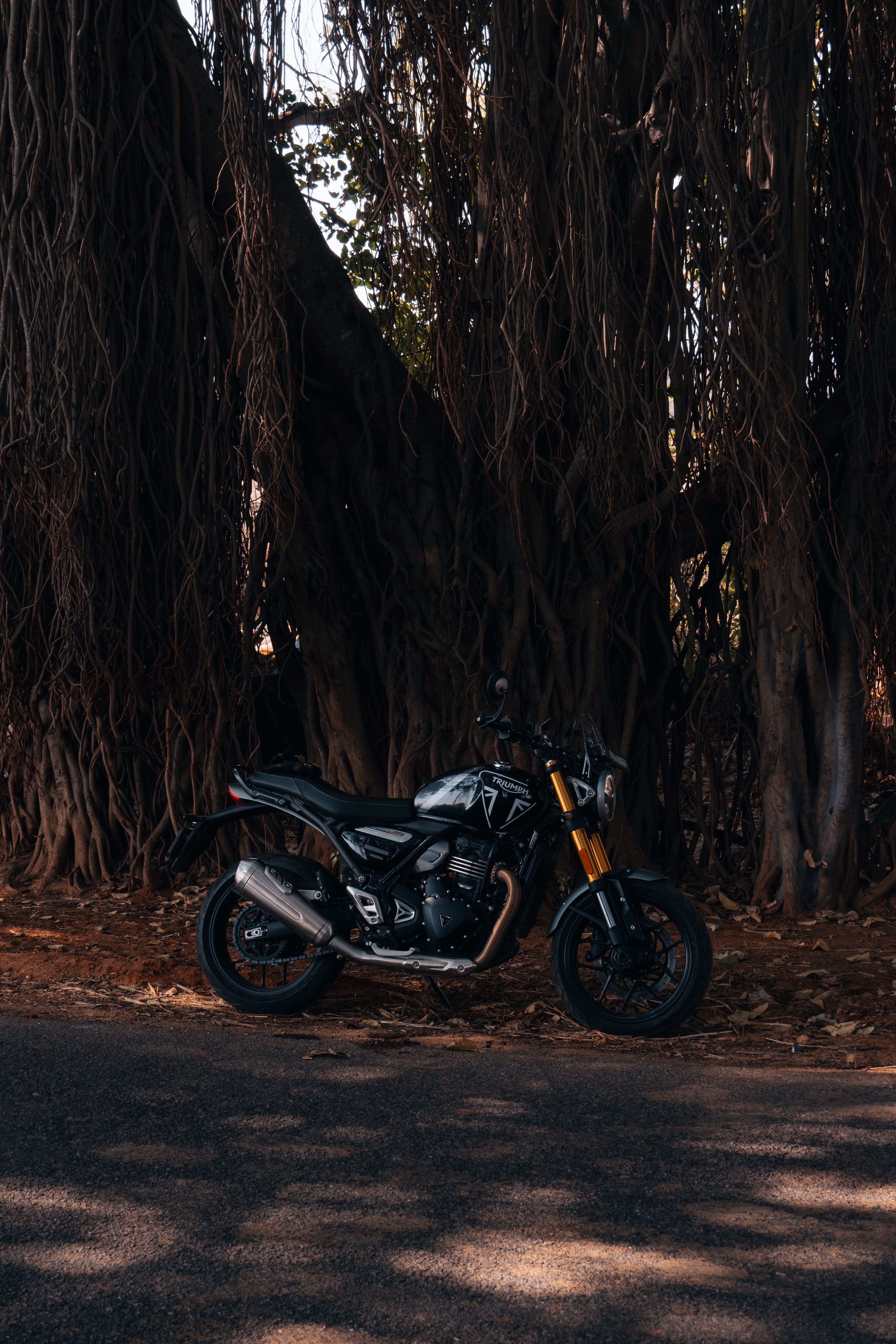 Classic motorcycle parked in the shade of a banyan tree in Bengaluru, India.